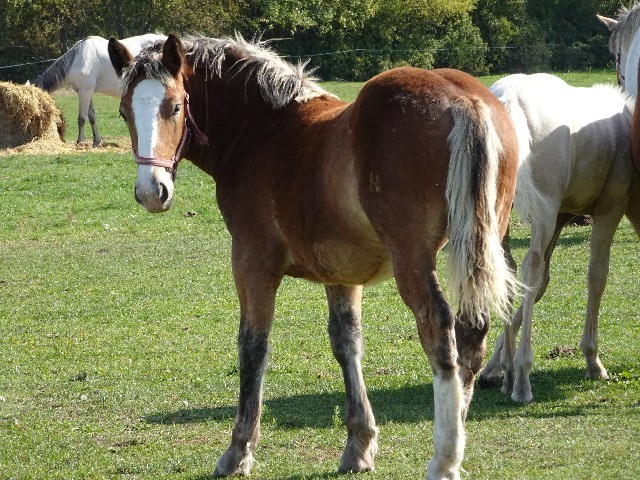 Rubín Beri