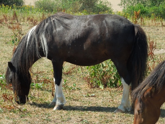 Bety