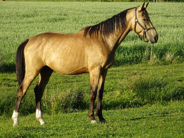 Majesty Kinský Beri