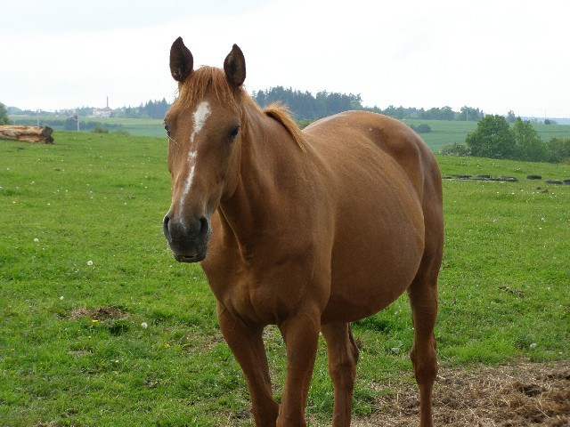 Magali