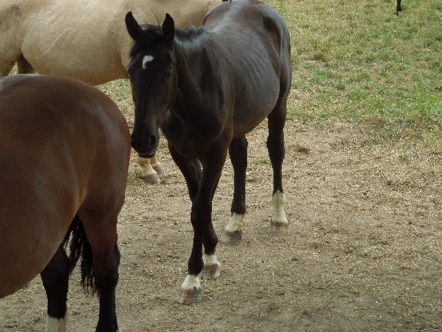 Romeo