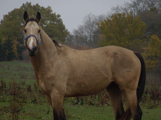 Persico Kinský