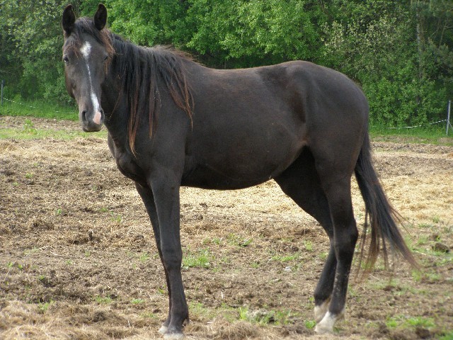 Mystery Kinská