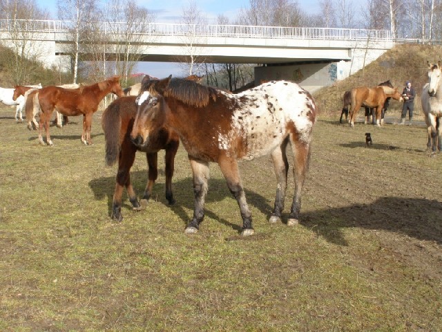 Rolnička