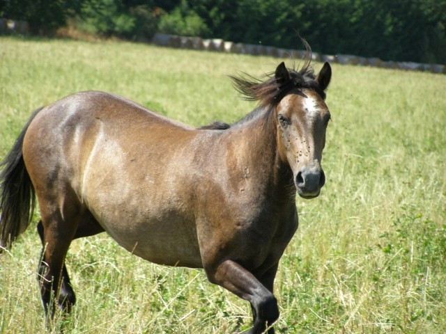 Portek