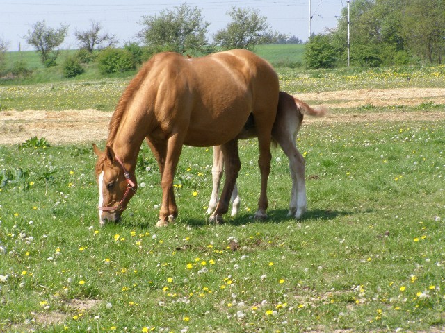 Sissi