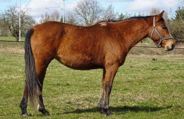 Pokora Beri