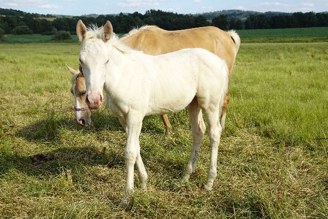 Sasanka Kinská Beri