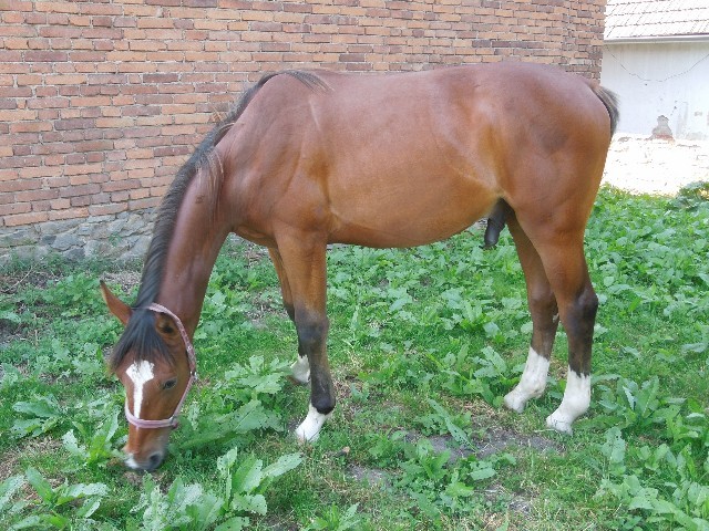 Piko